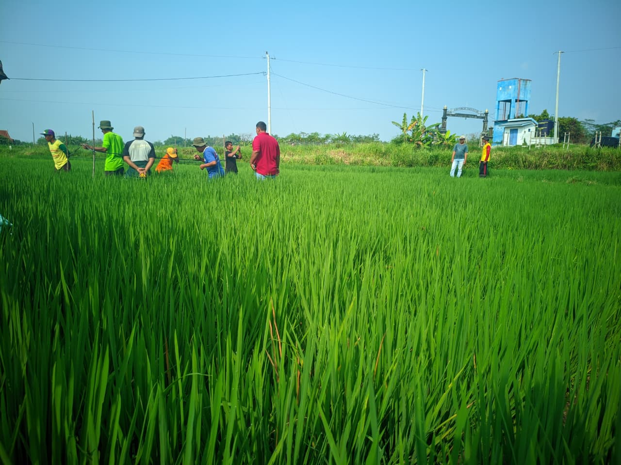 Program MBG: Janji yang Masih Buram bagi Petani Gurem
